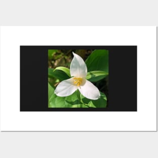 Forest Bathing with the Magical Spring Forest White Trillium Posters and Art